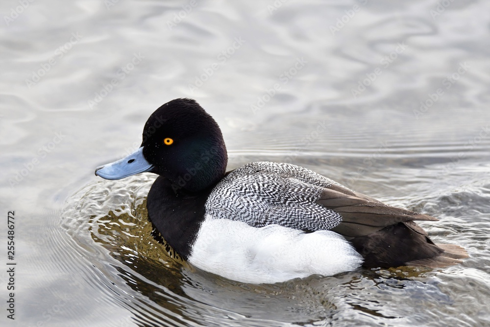 Fototapeta premium コスズガモ 小鈴鴨 Lesser scaup