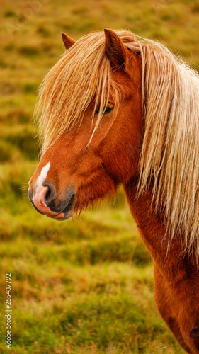 Portrait of Icelandic horse close up shot. Iceland
