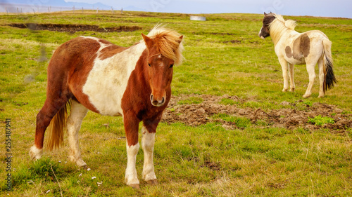Pack of Icelandic horse in the meadow of Iceland