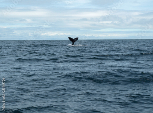 photograph of the caudal fin of the humpback whale (Megaptera novaeangliae) in the Gorgona National Park (Cauca, Colombia) on September 13, 2017.