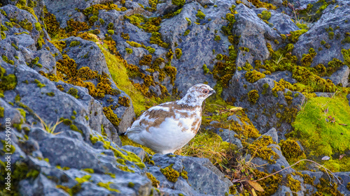 Rock Ptarmigan (Lagopus muta), Godafoss, Iceland photo