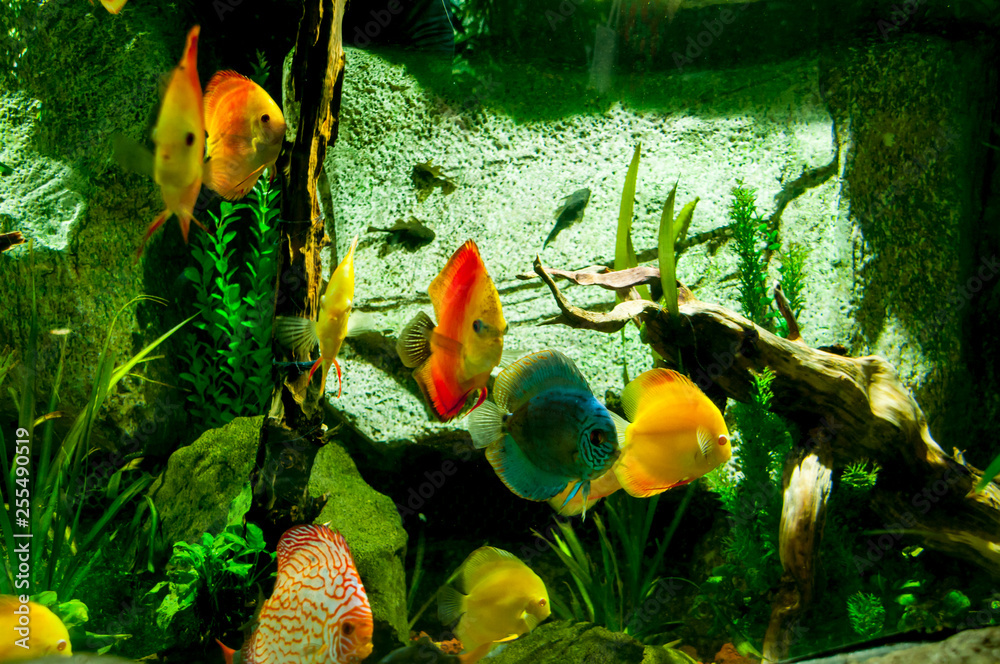 Fish of the genus discus in different colors Fish of the genus discus in different colors