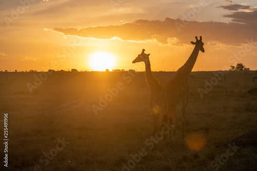 Silhouette of Male and female giraffe at sunset in Maasai Mara national park