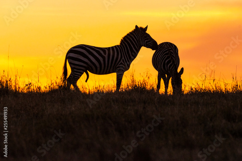 Male zebra trying to mate with female as the sun goes down in Maasai Mara