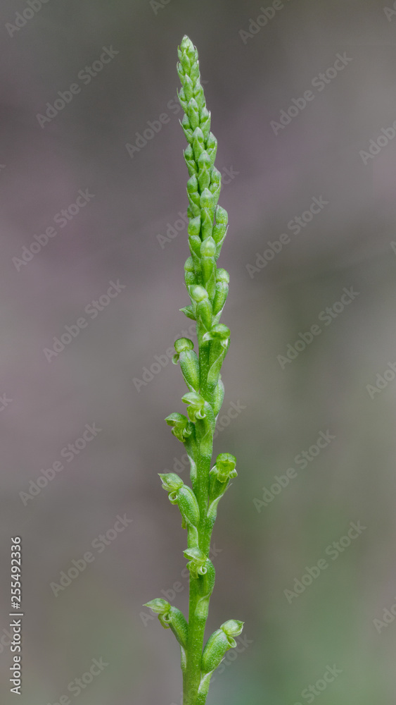 Slender Onion-orchid (Microtis parviflora) - perennial herb native to Australia & New Zealand - tiny flowers approx 4mm dia