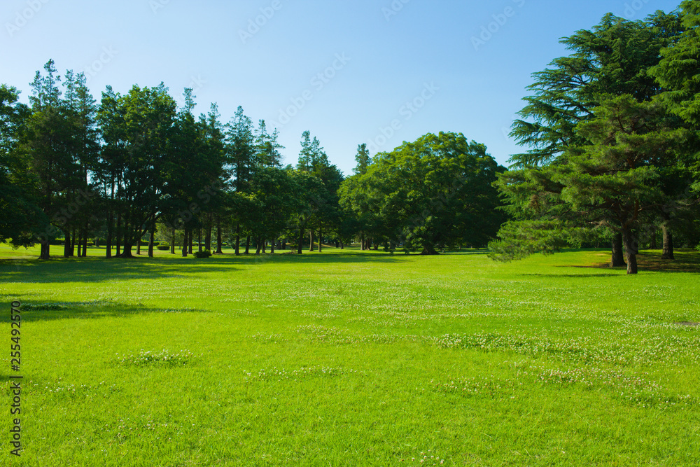 garden lawn and trees