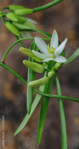 Canvas Print Scrambling Lily - (Geitonoplesium cymosum) - native to eastern Australia - flowe