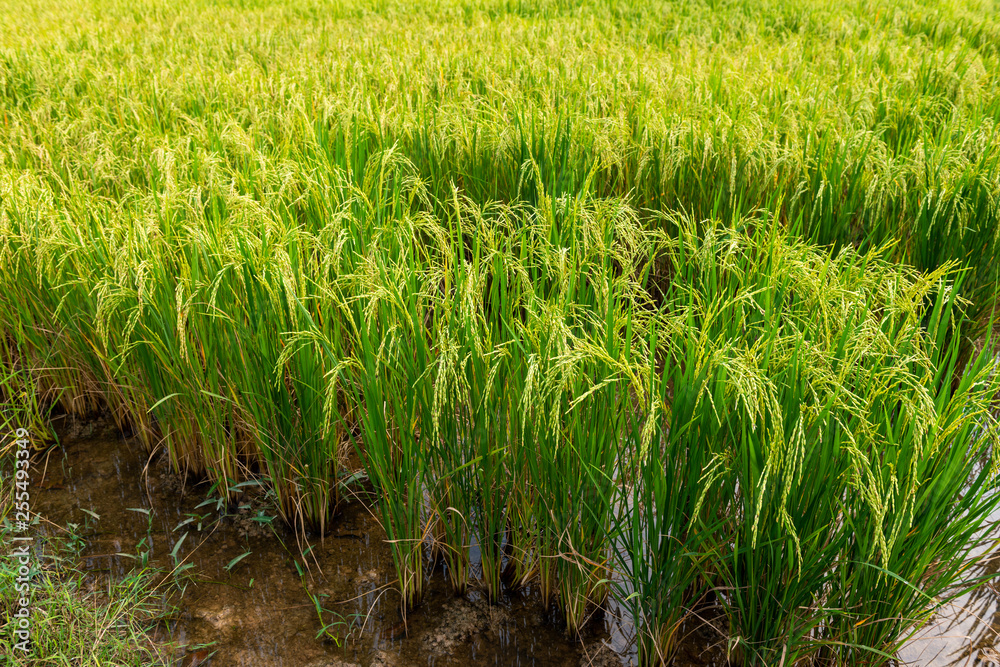 Obraz premium Rice field in local area of Thailand sunny day