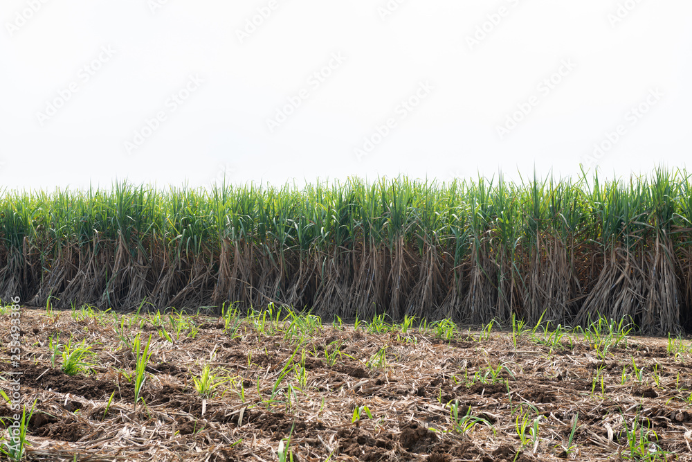 Fototapeta premium Sugarcane planted to produce sugar and food.
