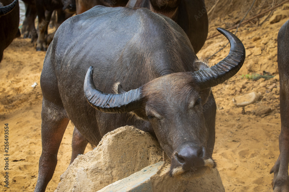 Obraz premium Buffalo face