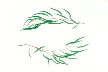 green eucalyptus leaves, branches, herbs,  plants frame border on white background top view. copy space. flat lay