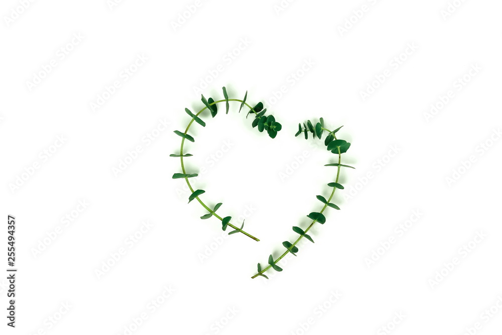 green eucalyptus leaves, branches, herbs,   plants on white background top view. copy space. flat lay