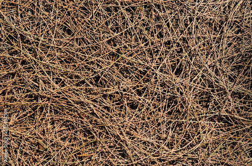 Background and texture of dry Australian pine tree leaves (or Beefwood, Sea oak, She oak).