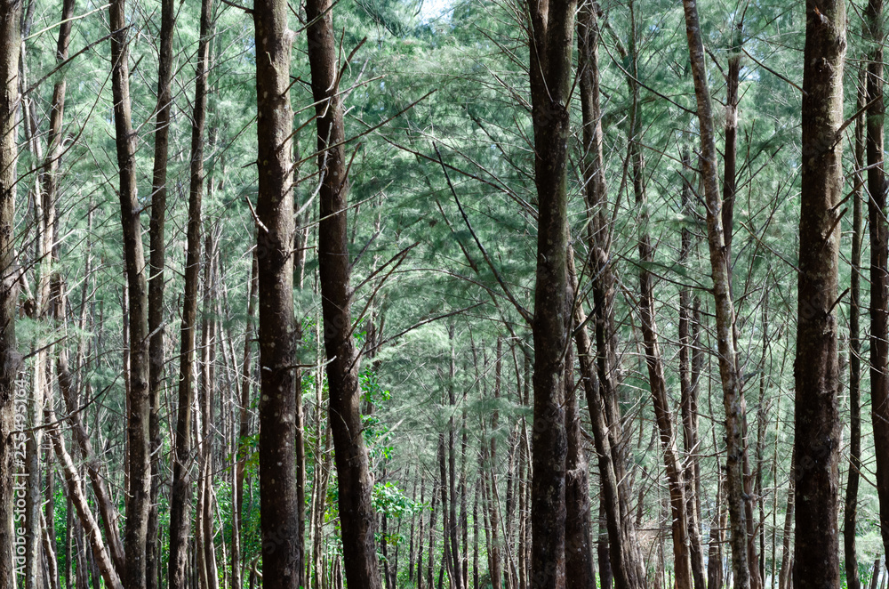 Obraz premium Australian pine tree (or Beefwood, Sea oak, She oak) which growing on the beach.