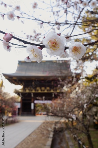 京都、北野天満宮の白梅と楼門