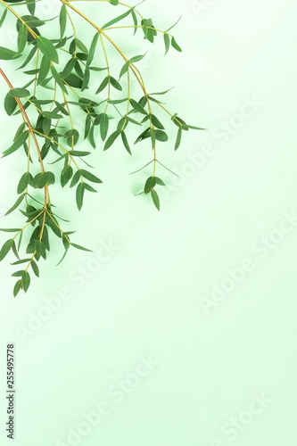 green eucalyptus leaves, branches frame on a mint background. flat lay, top view. copy space