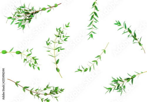 green eucalyptus leaves, herbs, branches, plants frame border on white background top view. copy space. flat lay