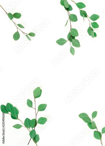 green eucalyptus leaves, herbs, branches, plants frame border on white background top view. copy space. flat lay