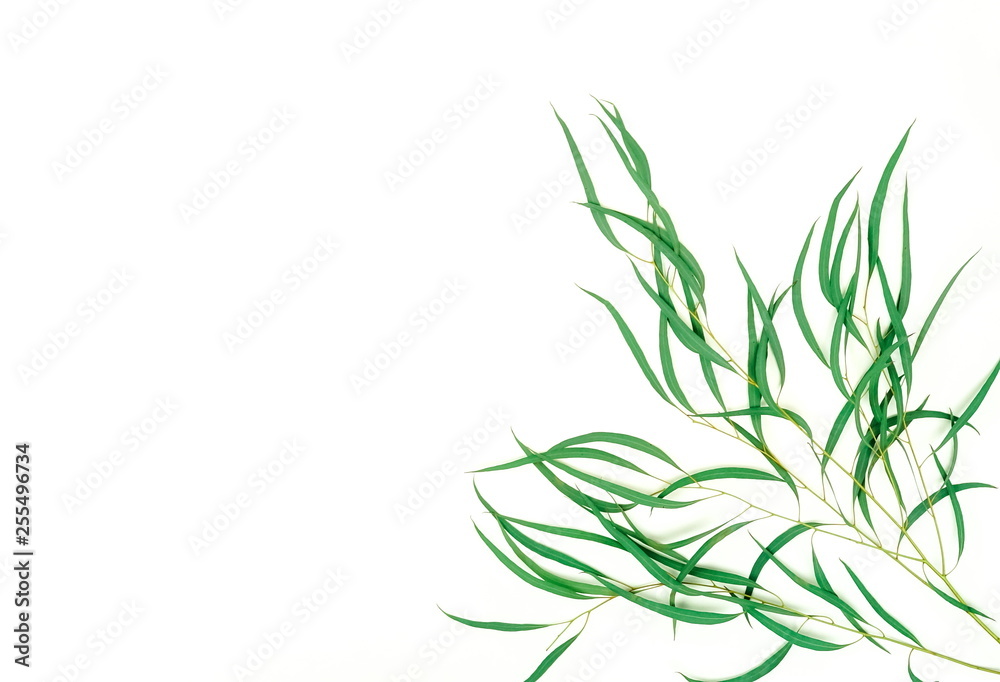 Obraz premium green eucalyptus leaves, herbs, branches, plants frame border on white background top view. copy space. flat lay