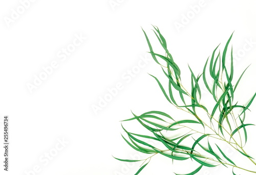green eucalyptus leaves  herbs  branches   plants frame border on white background top view. copy space. flat lay