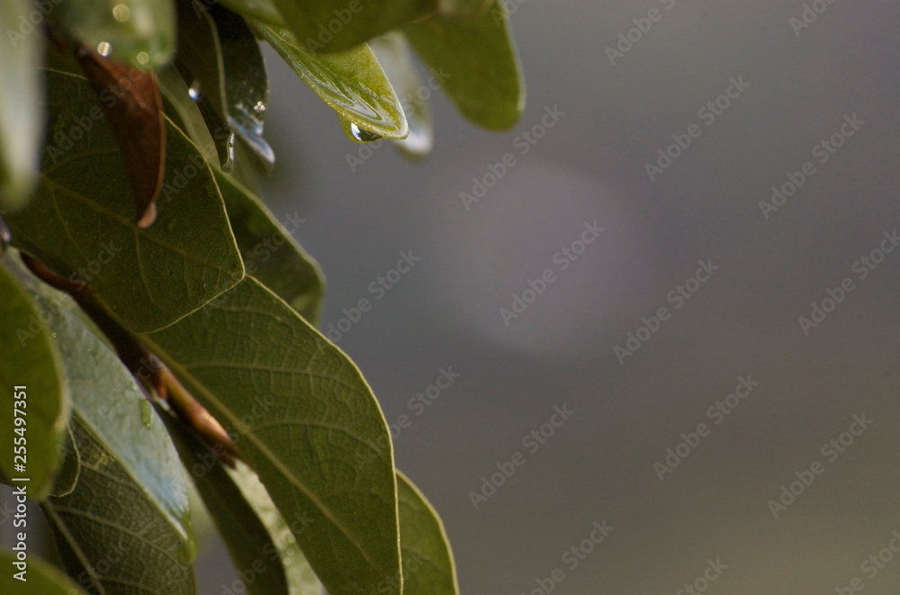 Obraz premium Green Leaves, Macro, Close Up, Water Droplet