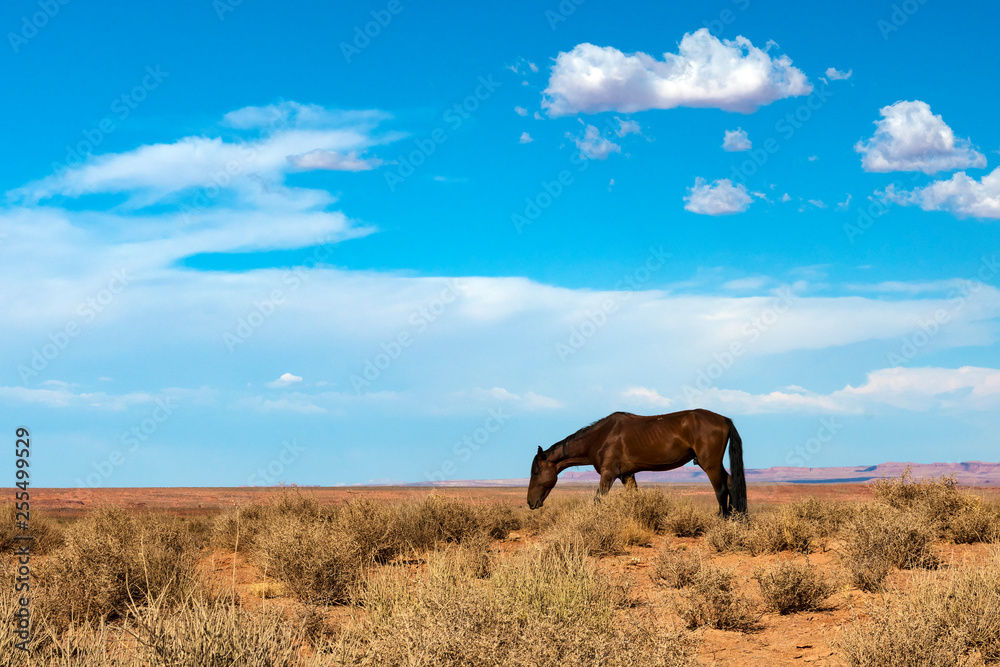 Horse at Monument Valley Stock Photo | Adobe Stock