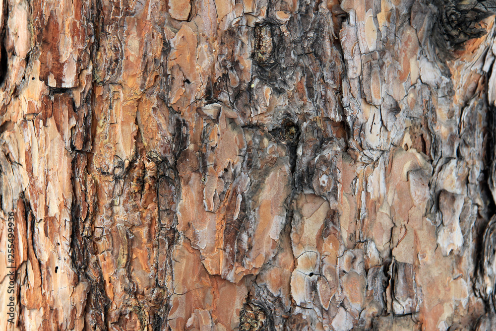 Natural background texture. The bark of a big old pine Natural background texture. The bark of a big old pine