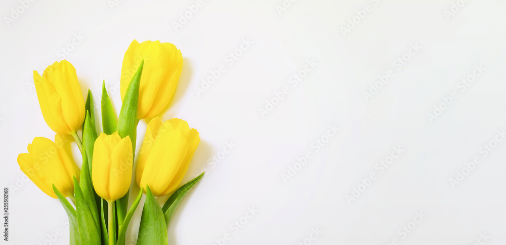 bouquet of yellow tulips on a white background. floral background. postcard with yellow tulips. bouquet of yellow tulips on a white background. floral background. postcard with yellow tulips.