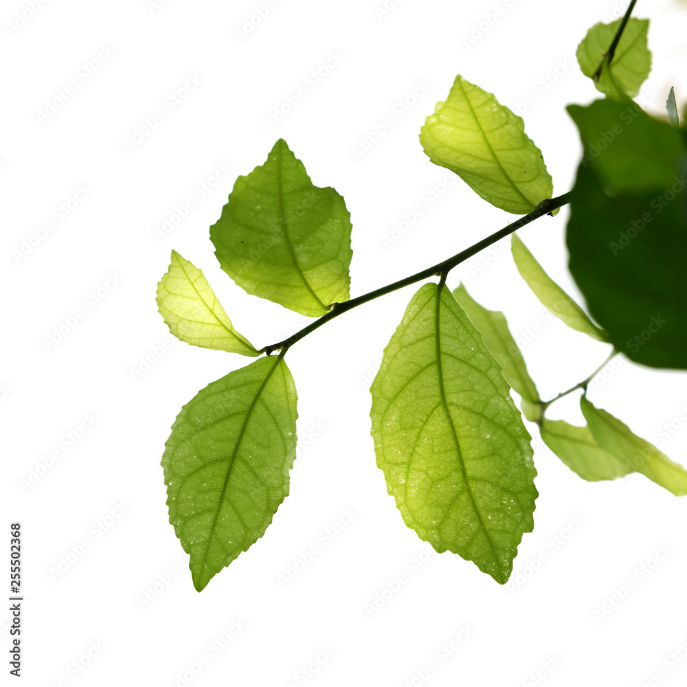 green tree branch isolated on white, nature frame green tree branch isolated on white, nature frame