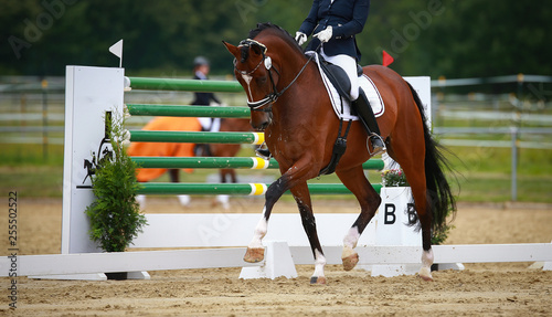 Horse dressage on the hoof stroke with rider in the tournament, left forehand raised..