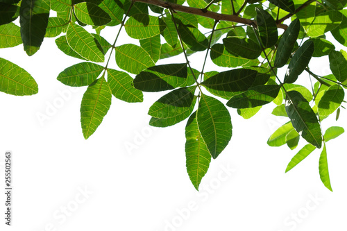 green tree branch isolated on white, nature frame