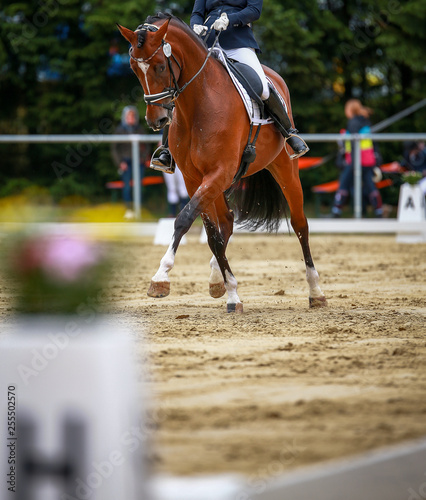 Horse dressage with rider in dressage quadrangle, photographed in the approach to the traversal..