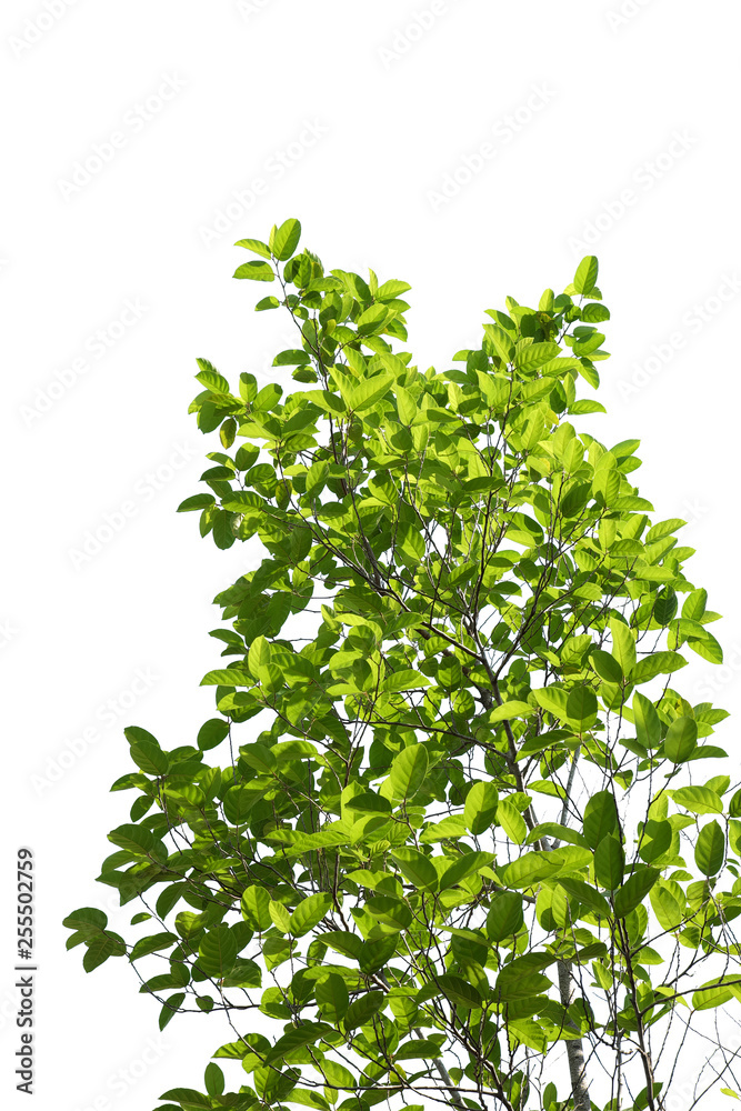 green tree branch isolated green tree branch isolated