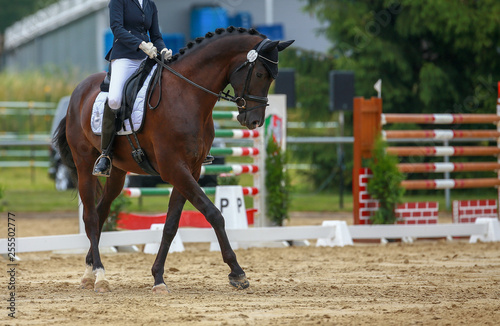 Horse dressage with rider in dressage quadrangle, photographed while passing the turn on the hindquarters..