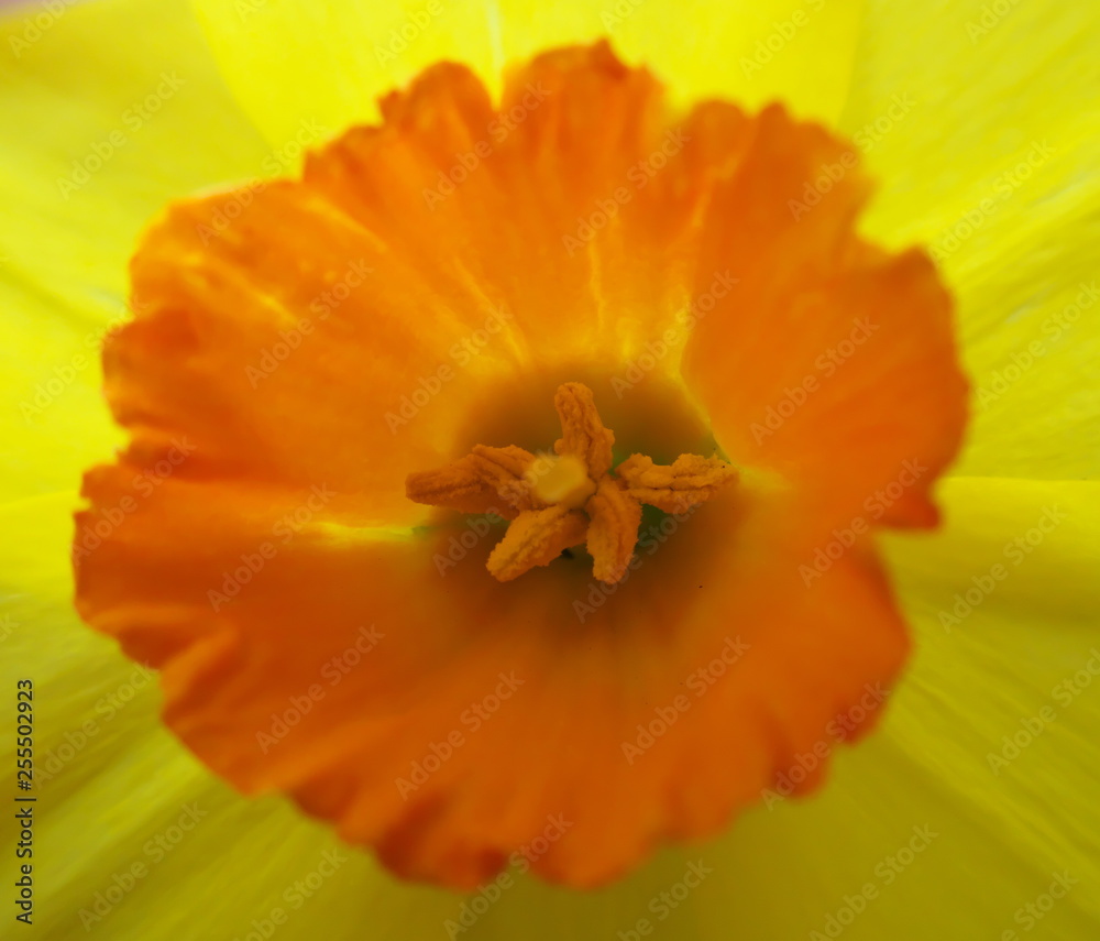Tokyo,Japan-March 16, 2019: Closeup of pistil and stamens of Narcissus or daffodil Tokyo,Japan-March 16, 2019: Closeup of pistil and stamens of Narcissus or daffodil