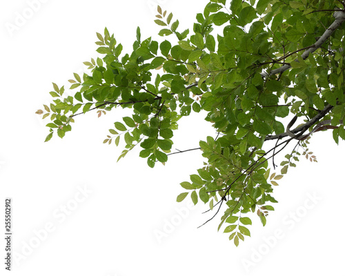 green tree branch isolated