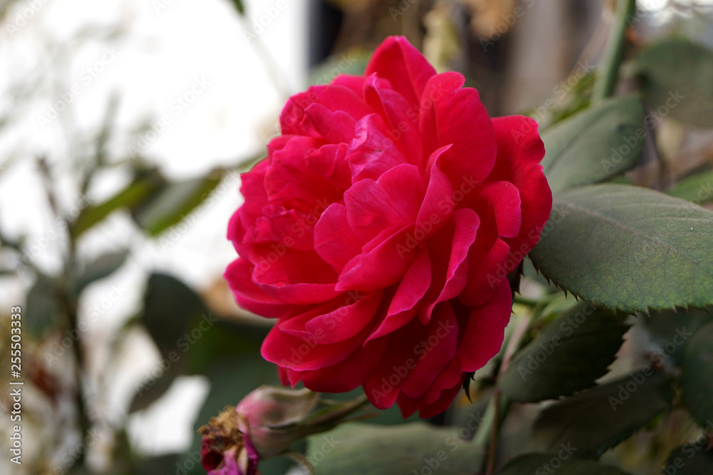 pink rose in the garden pink rose in the garden