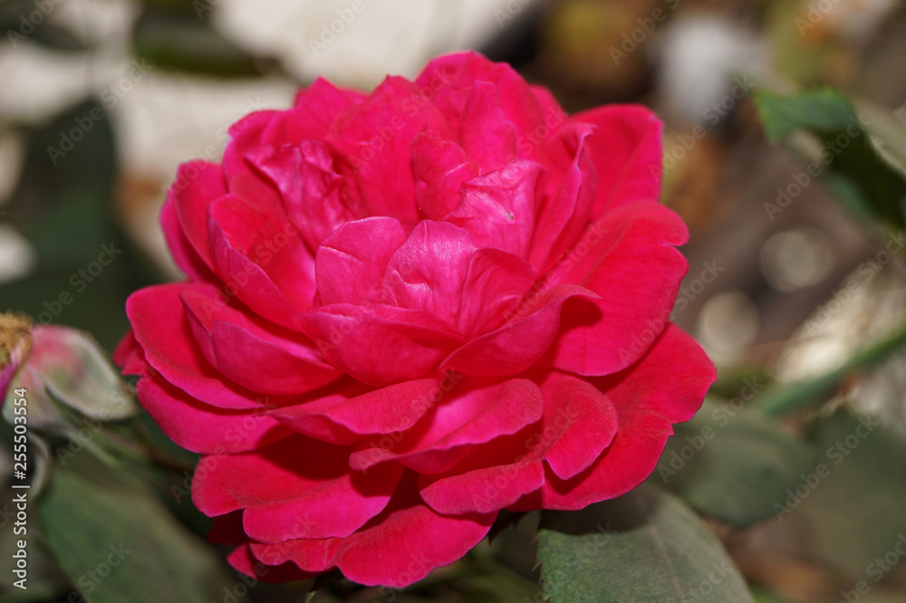 Obraz premium pink rose in the garden