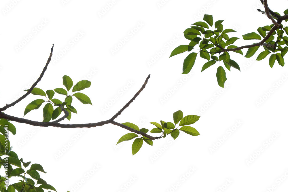 Obraz premium green tree branch isolated