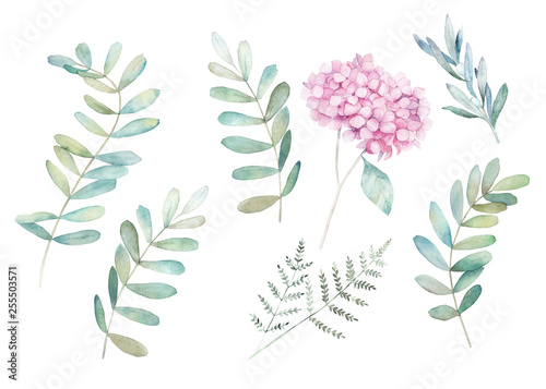 Watercolor greenery set. Hand drawn winter illustration with eucalyptus branch, leaves and hydrangea. Vintage botanical plant