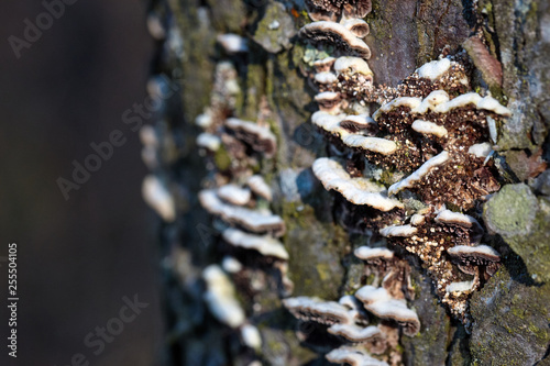 Group of mushrooms with mycelium parasitizing on bark of living tree in park outdoors on bright sunny day blurred background