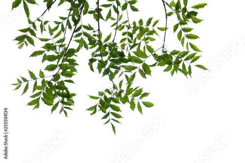 green tree branch isolated