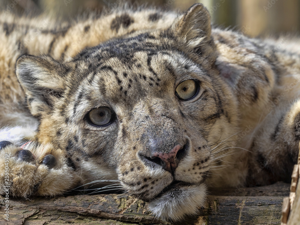 Naklejka premium Portrait of sitting Female Snow Leopard, Uncia uncia