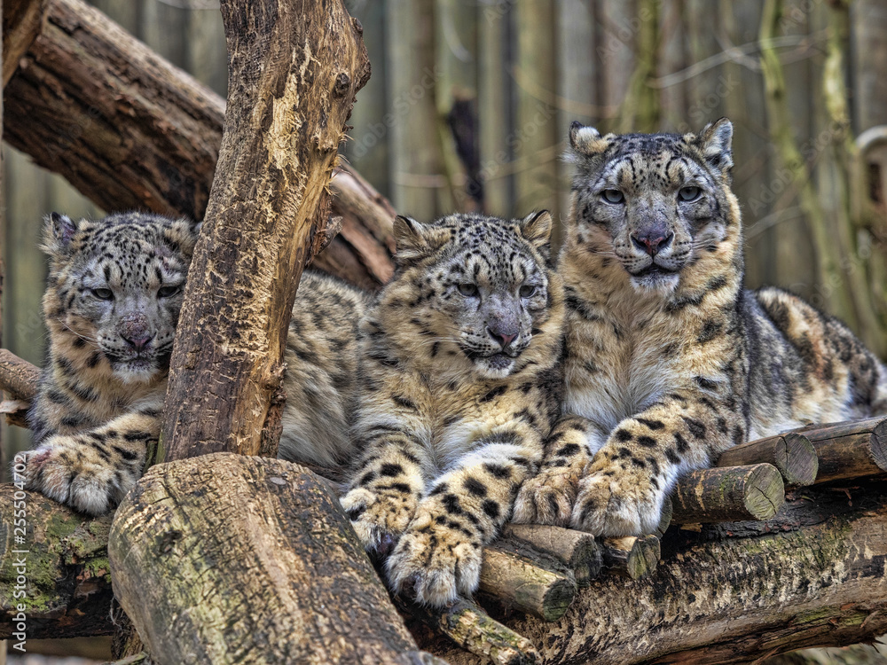 Obraz premium Female Snow leopard, Uncia ounce, with subadult chick