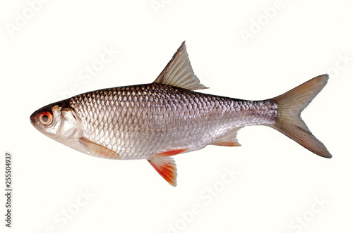 Fish roach on a white background. Isolated on white