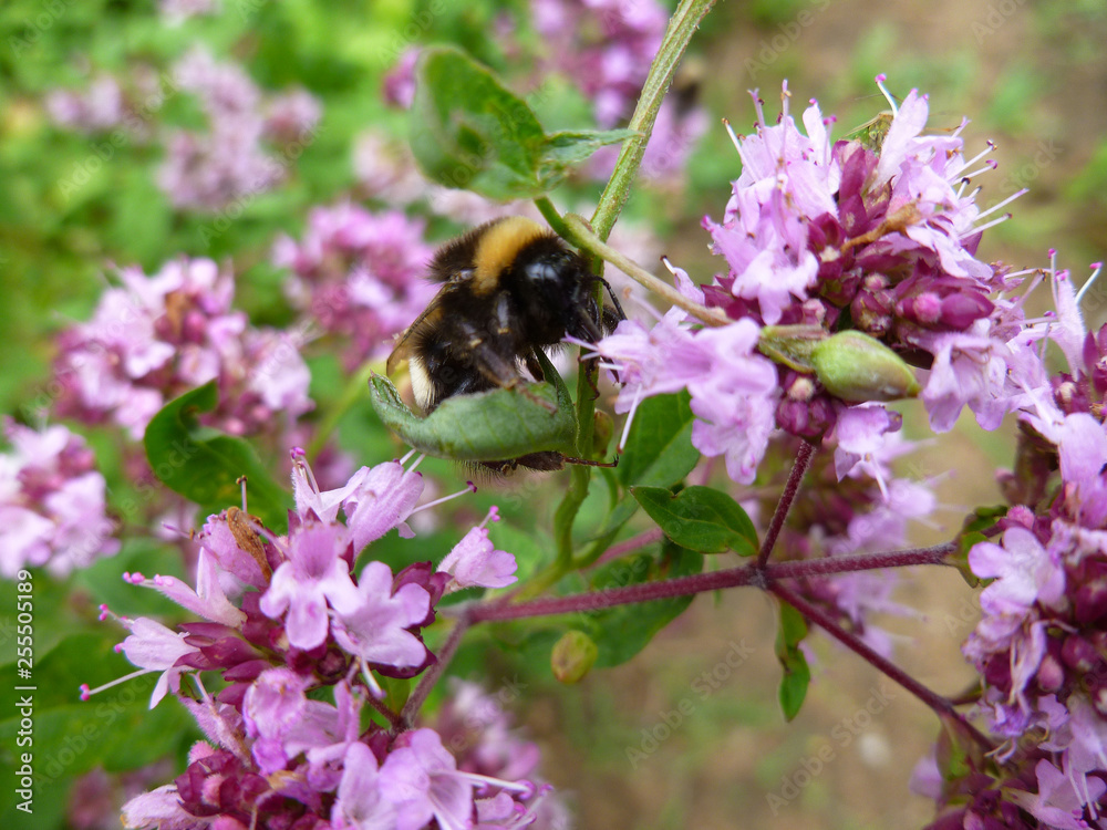 Bee collecting nectar from a pink oregano flower in sunny spring day. Bee on wild flower pollen with green background. Bee collecting nectar from a pink oregano flower in sunny spring day. Bee on wild flower pollen with green background.