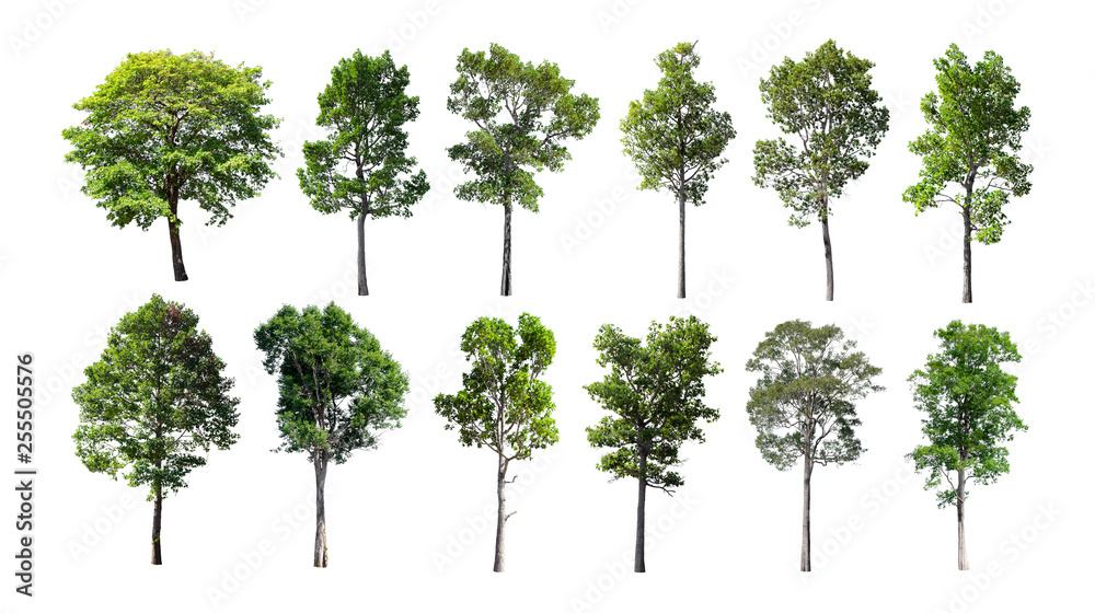 Isolated trees on white background. Isolated trees on white background.
