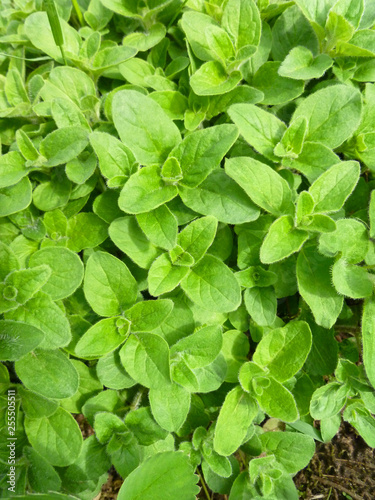 Oregano bright green furry new leaves (Origanum vulgare). Fresh oregano growing in the herb garden. Cuisine herbs.
