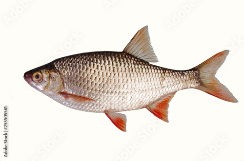 Fish roach on a white background. Isolated on white