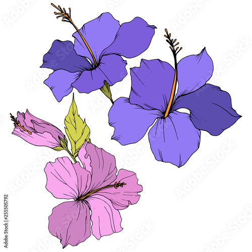 Vector Hibiscus floral botanical flower. Engraved ink art. Isolated hibiscus illustration element on white background.